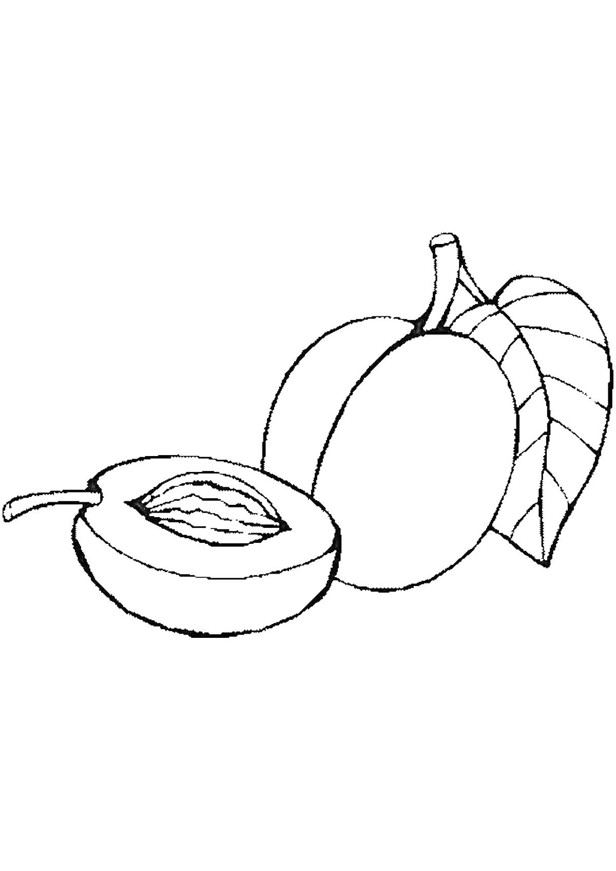 Раскраска Абрикос с косточкой, целый абрикос и лист