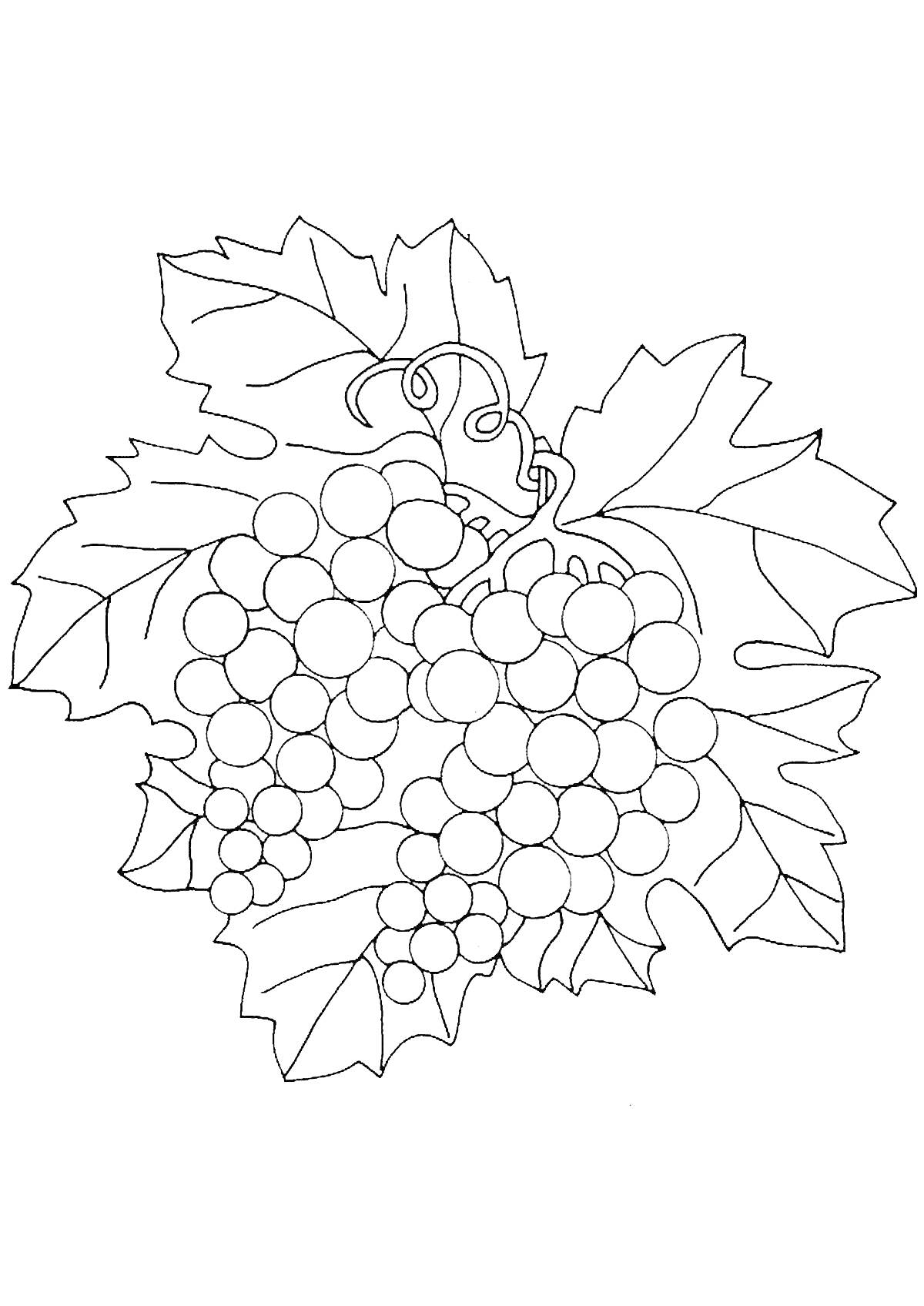 Раскраска Гроздь винограда с листьями