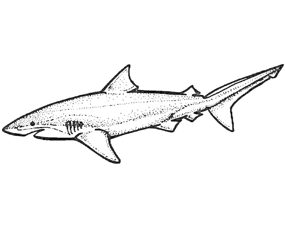 Изображение китовой акулы с детализированным телом и плавниками