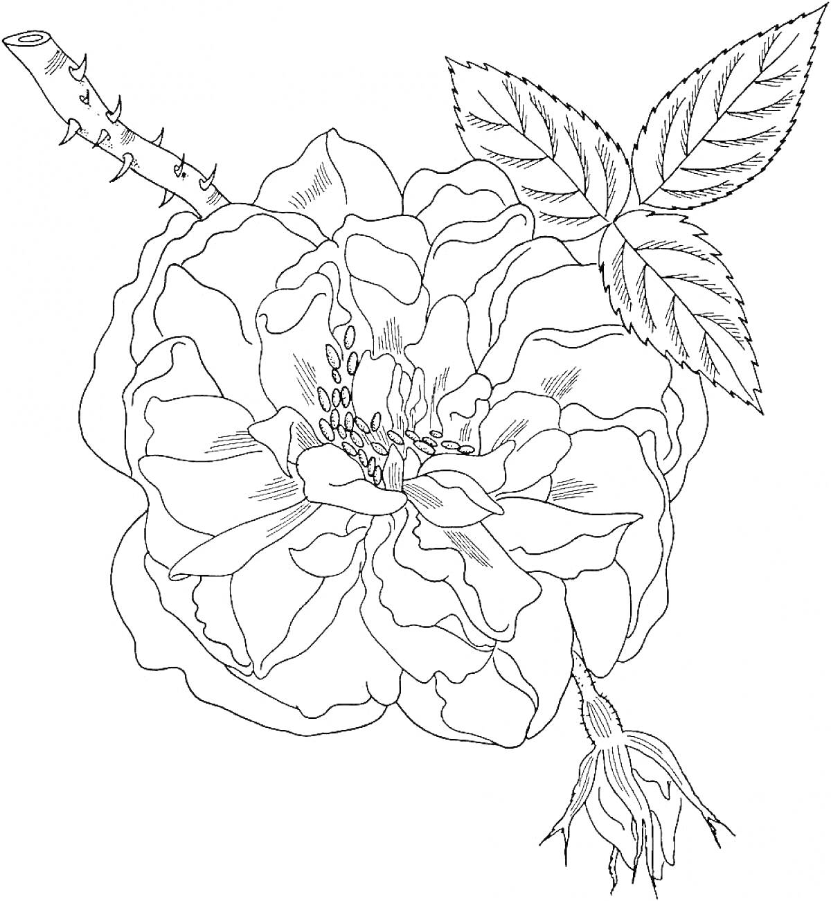 На раскраске изображено: Шиповник, Листья, Бутон, Природа, Цветы, Растения