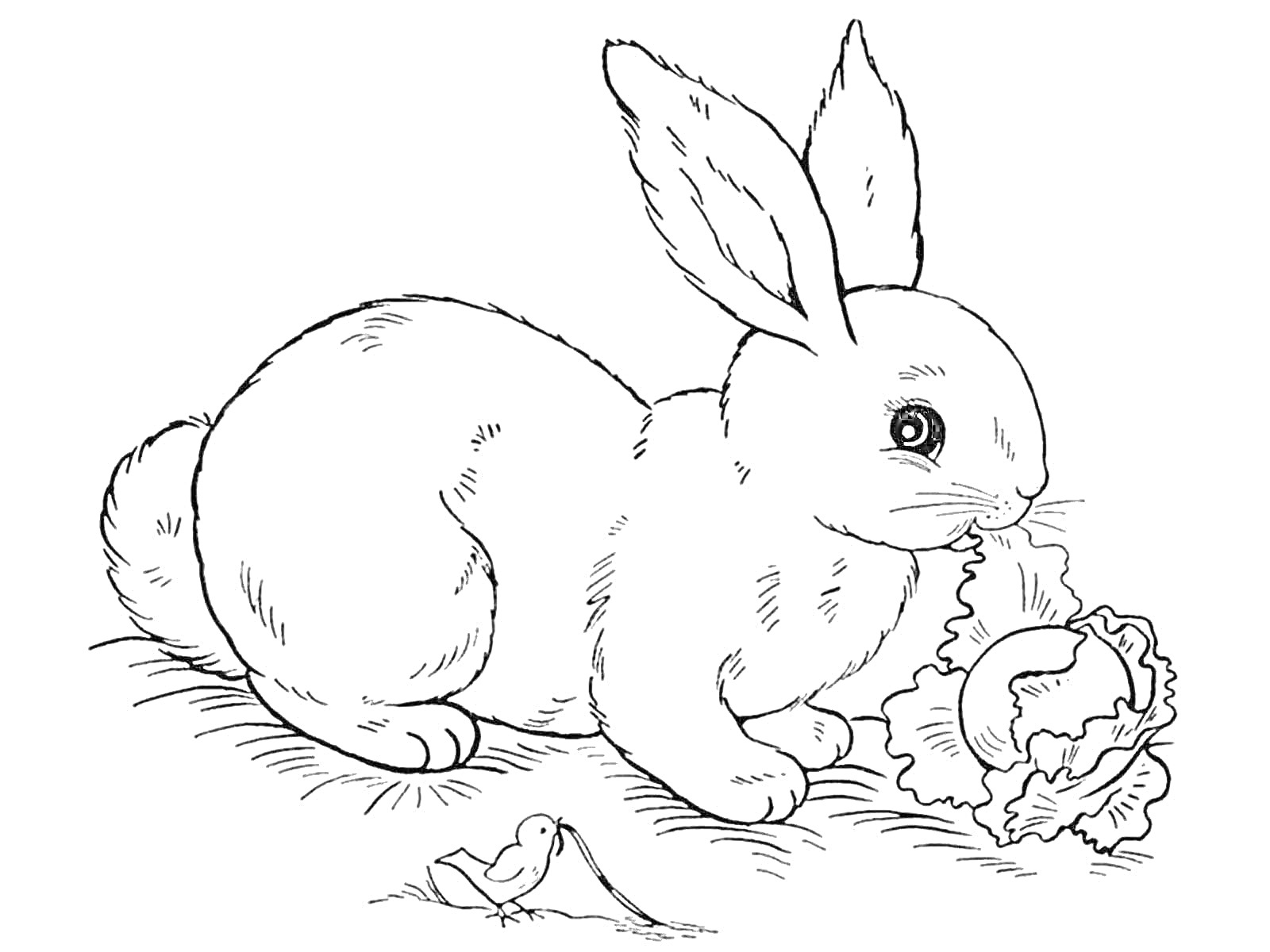 Раскраска Кролик, кушающий лист салата рядом с маленькой птицей и яблоком