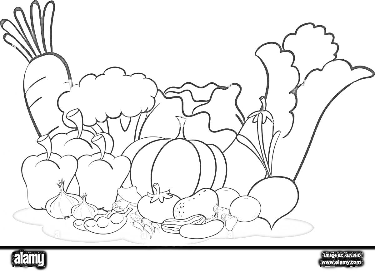 Раскраска Огород с овощами: морковь, брокколи, латук, болгарский перец, тыква, картофель, помидоры, баклажан, полукольца лука, стручки гороха, редис