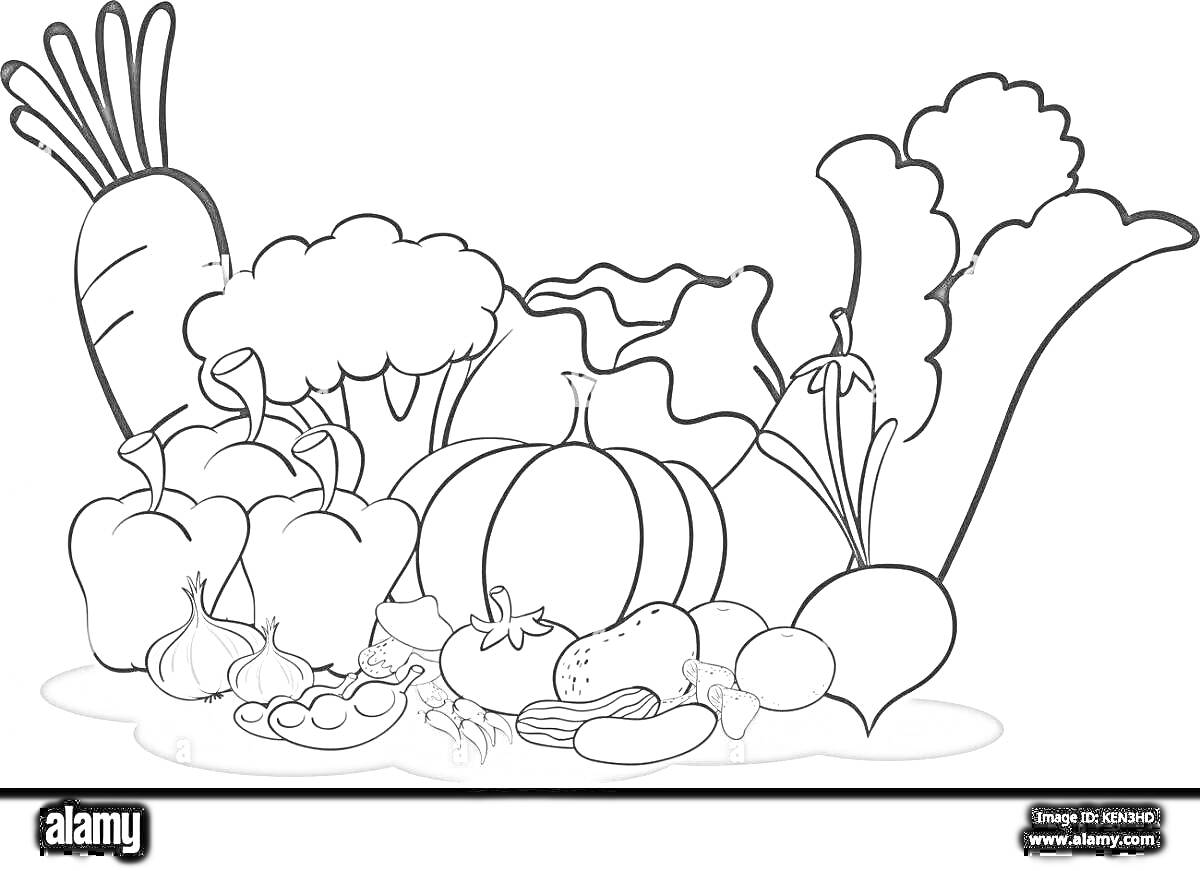 На раскраске изображено: Огород, Овощи, Морковь, Брокколи, Болгарский перец, Тыква, Картофель, Баклажан, Лук, Горох, Редис