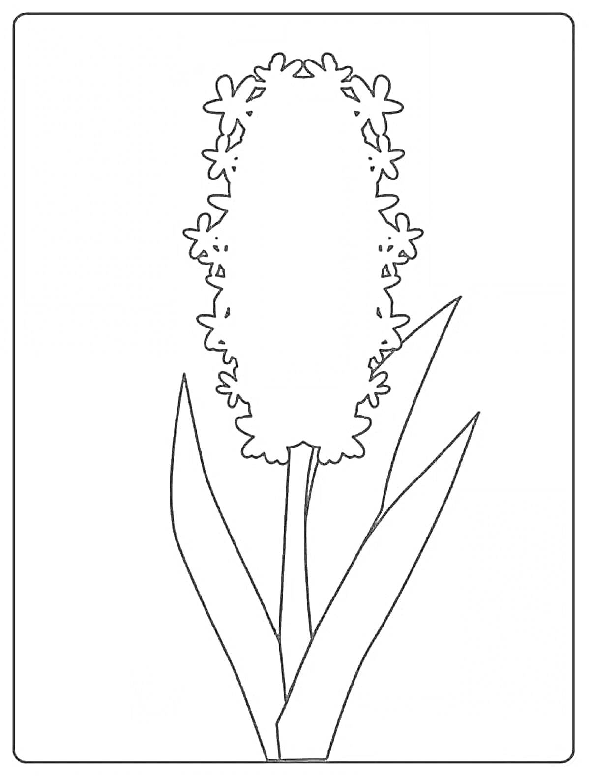 Раскраска Цветок мимоза с листьями
