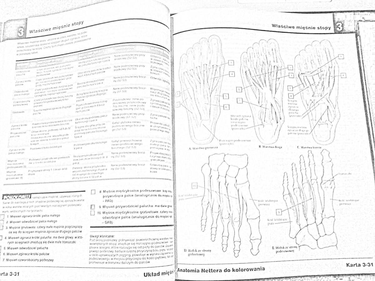 На раскраске изображено: Анатомия, Мышцы, Кости, Атлас, Учебные материалы