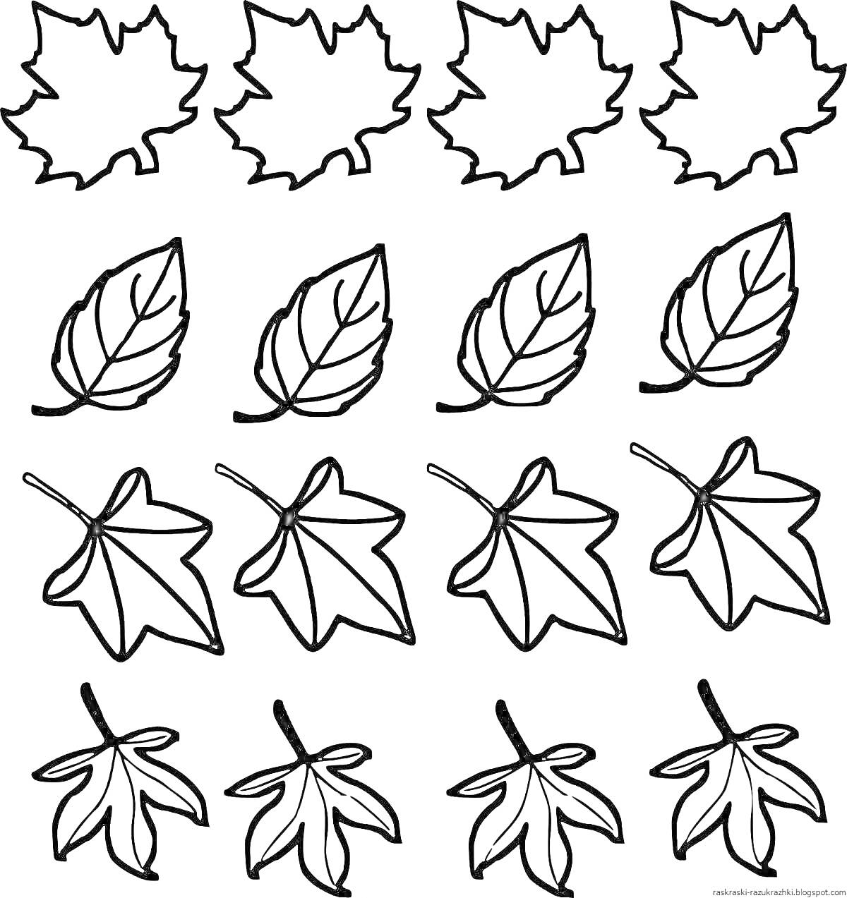 Раскраска Листья трех разных видов: кленовые листья, овальные листья с прожилками, листья камфорного дерева