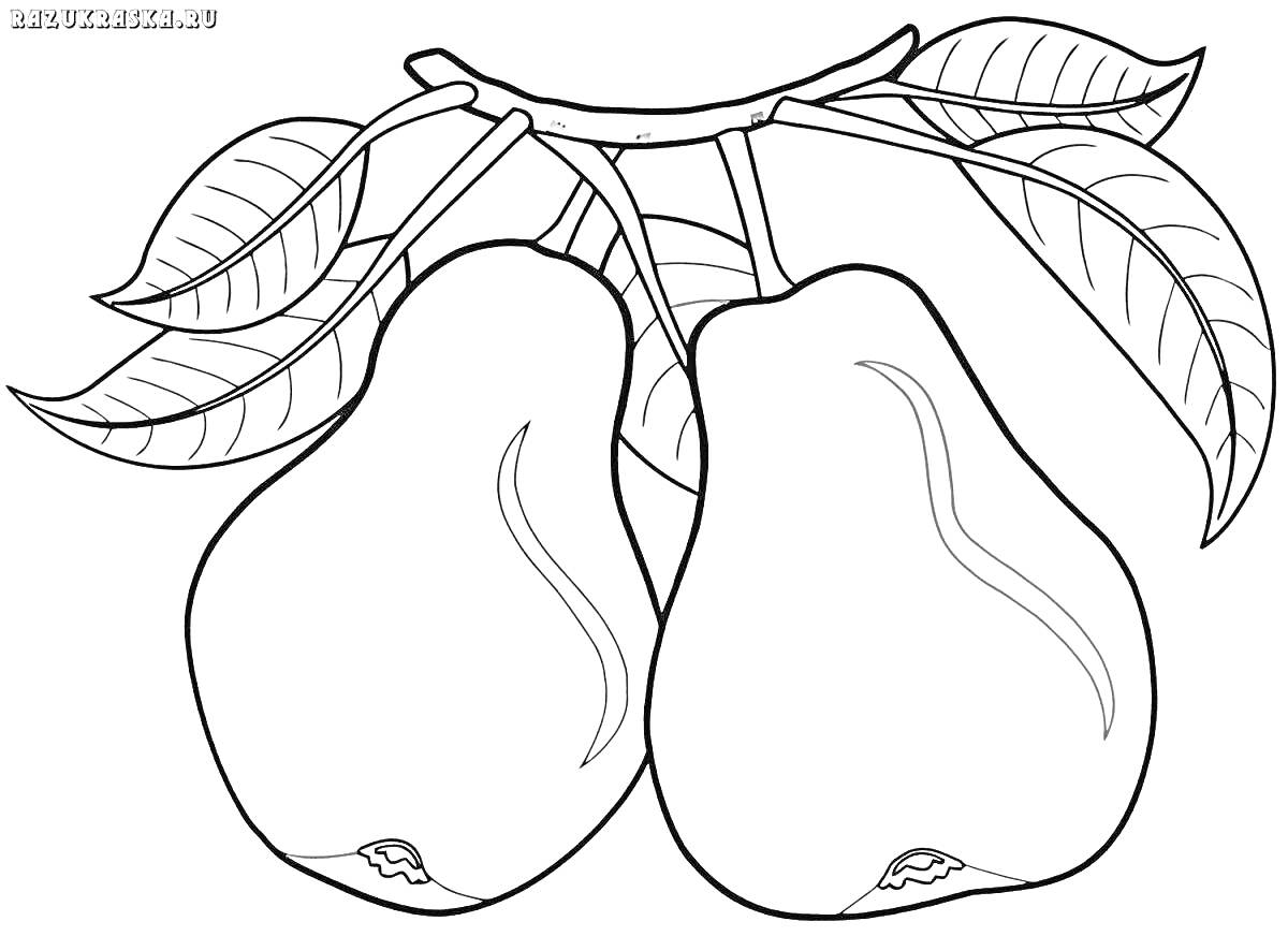 На раскраске изображено: Ветка, Листья, Фрукты, Для детей