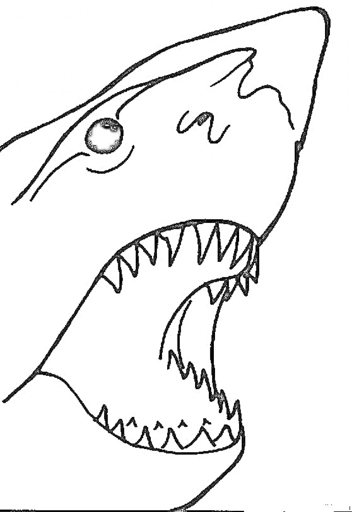 Раскраска Голова акулы с открытой пастью и острыми зубами