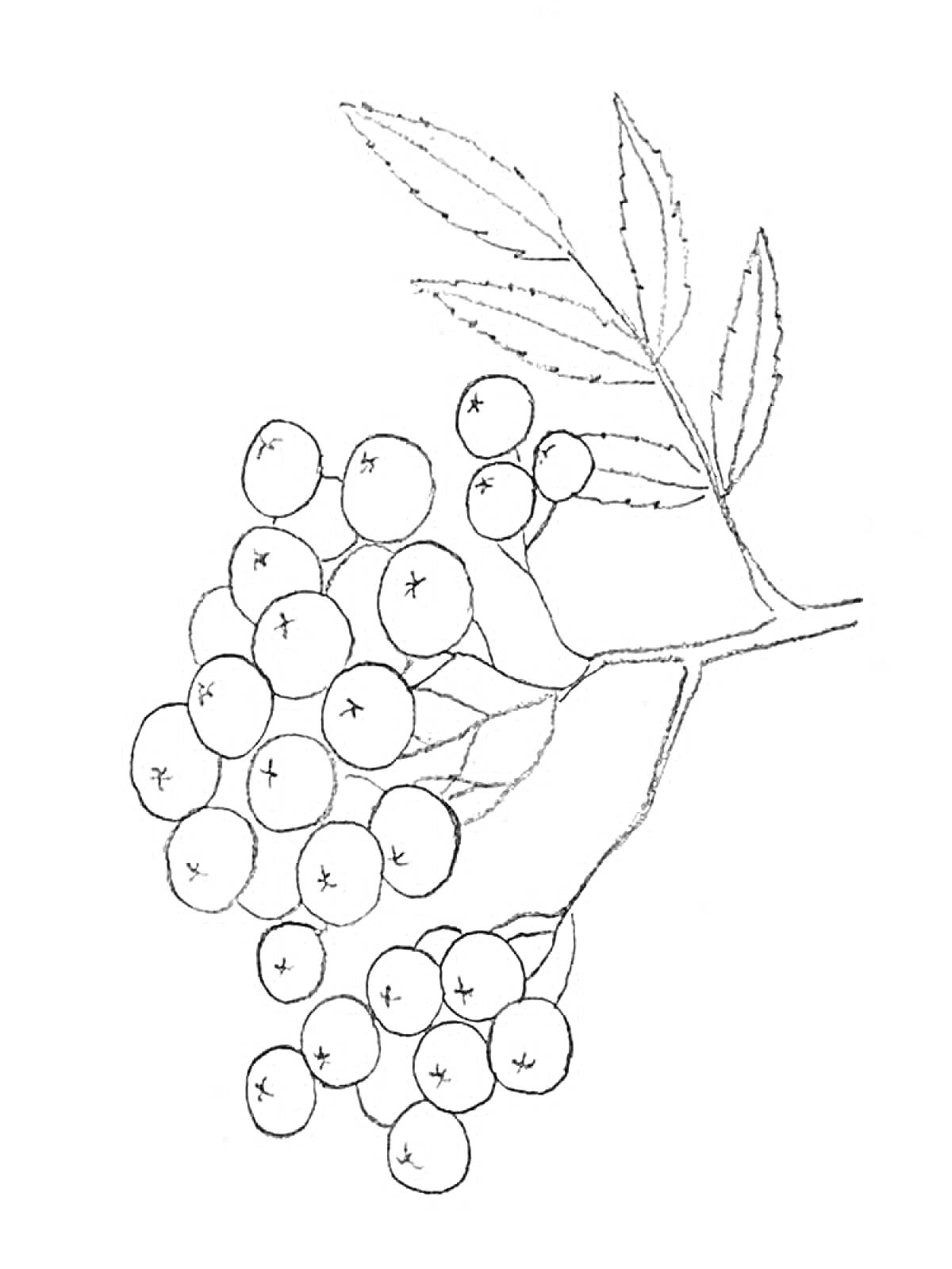 Раскраска Ветвь рябины с гроздью ягод и листьями