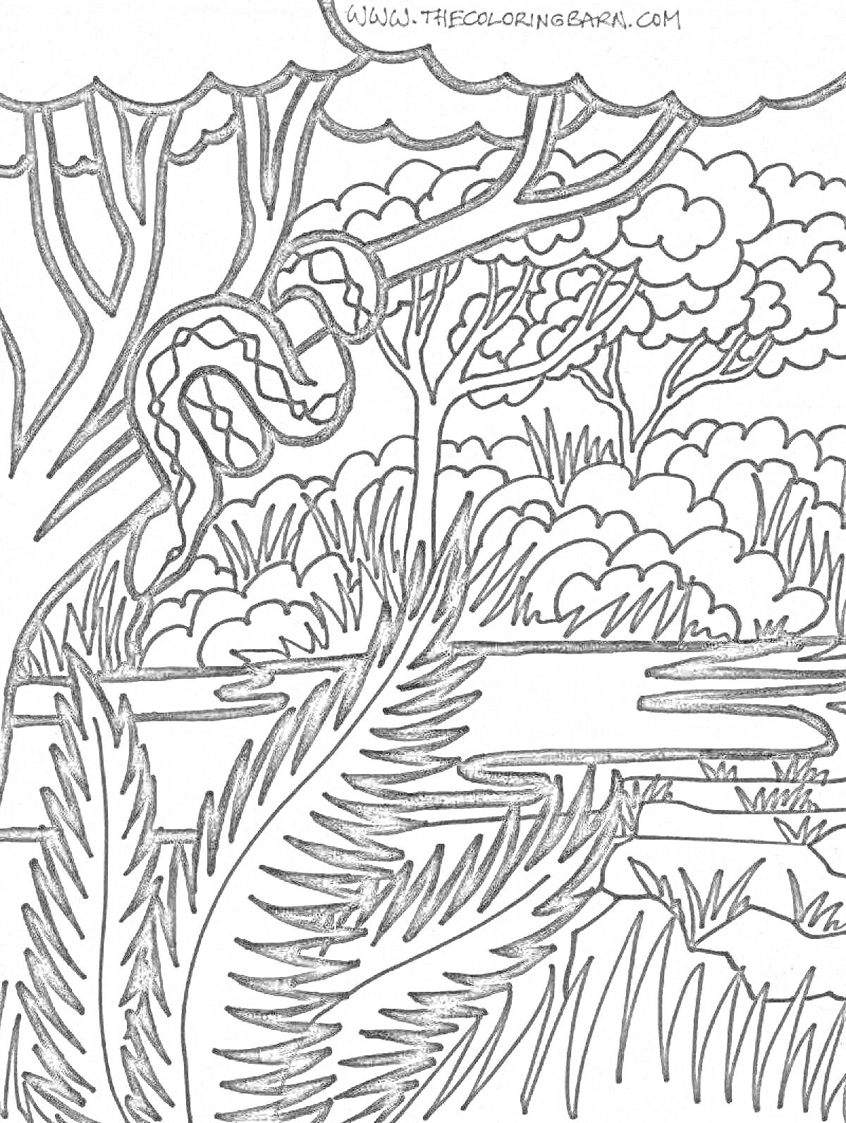 На раскраске изображено: Тропический лес, Деревья, Ветка, Трава, Природа, Джунгли, Растительность, Лес