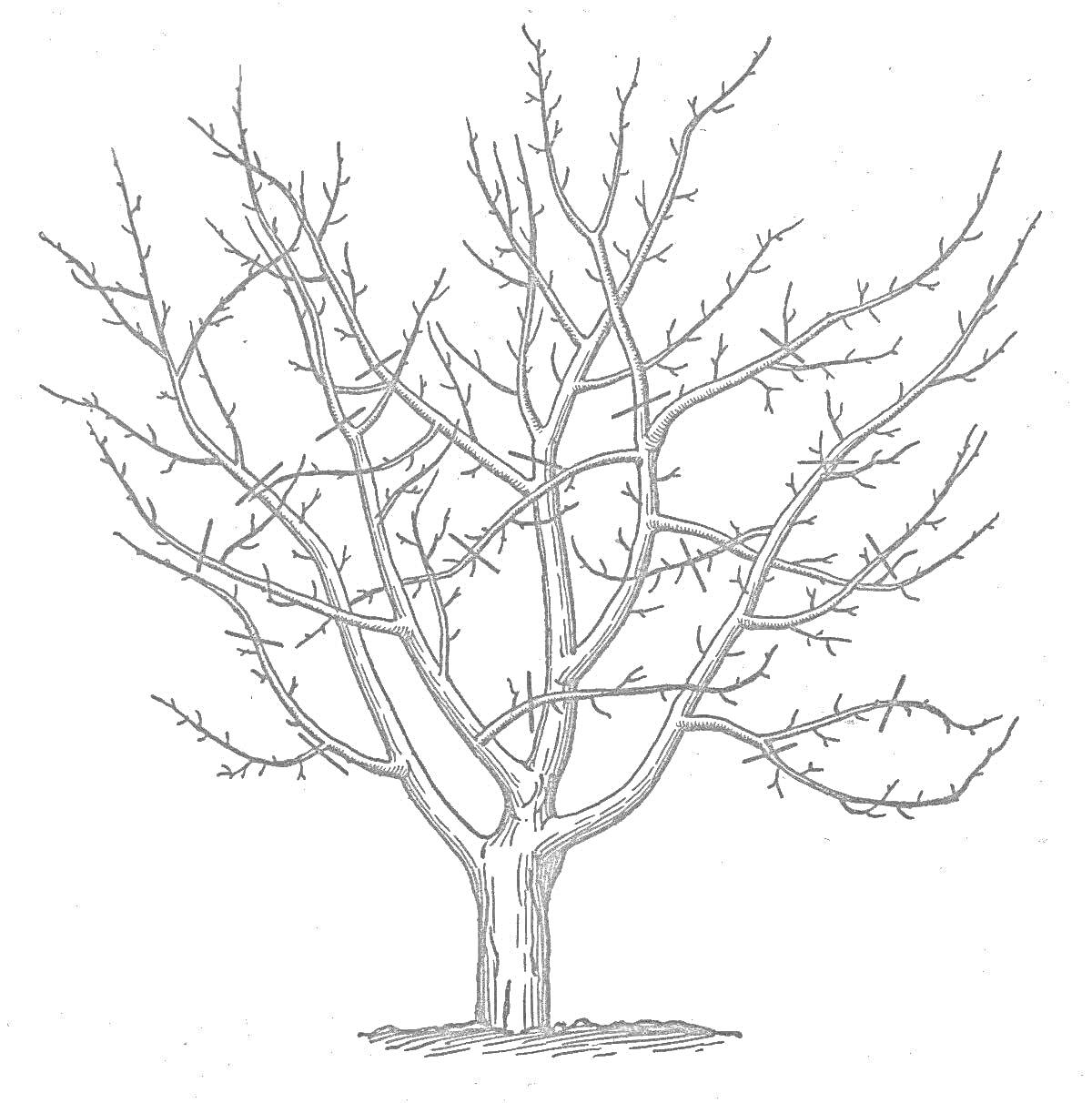 Раскраска Раскраска - дерево без листьев для детей