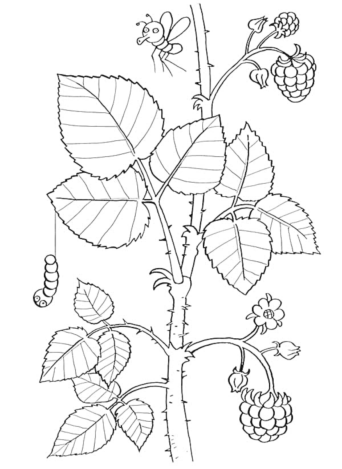 Раскраска Малиновый куст с ягодами, листьями, гусеницей и пчелой