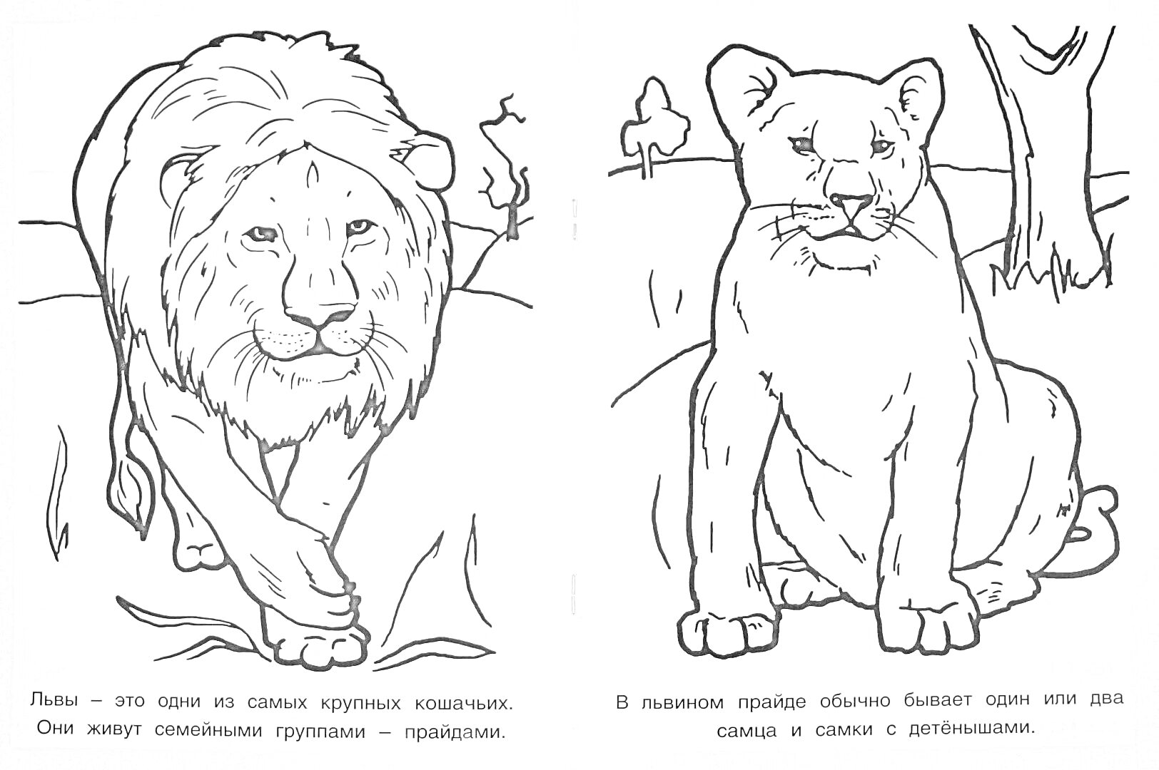 Раскраска Лев - это один из самых крупных хищников. Они живут самыми крупными группами - прайдами / В прайде обычно бывает один или два самца и самки с детёнышами.