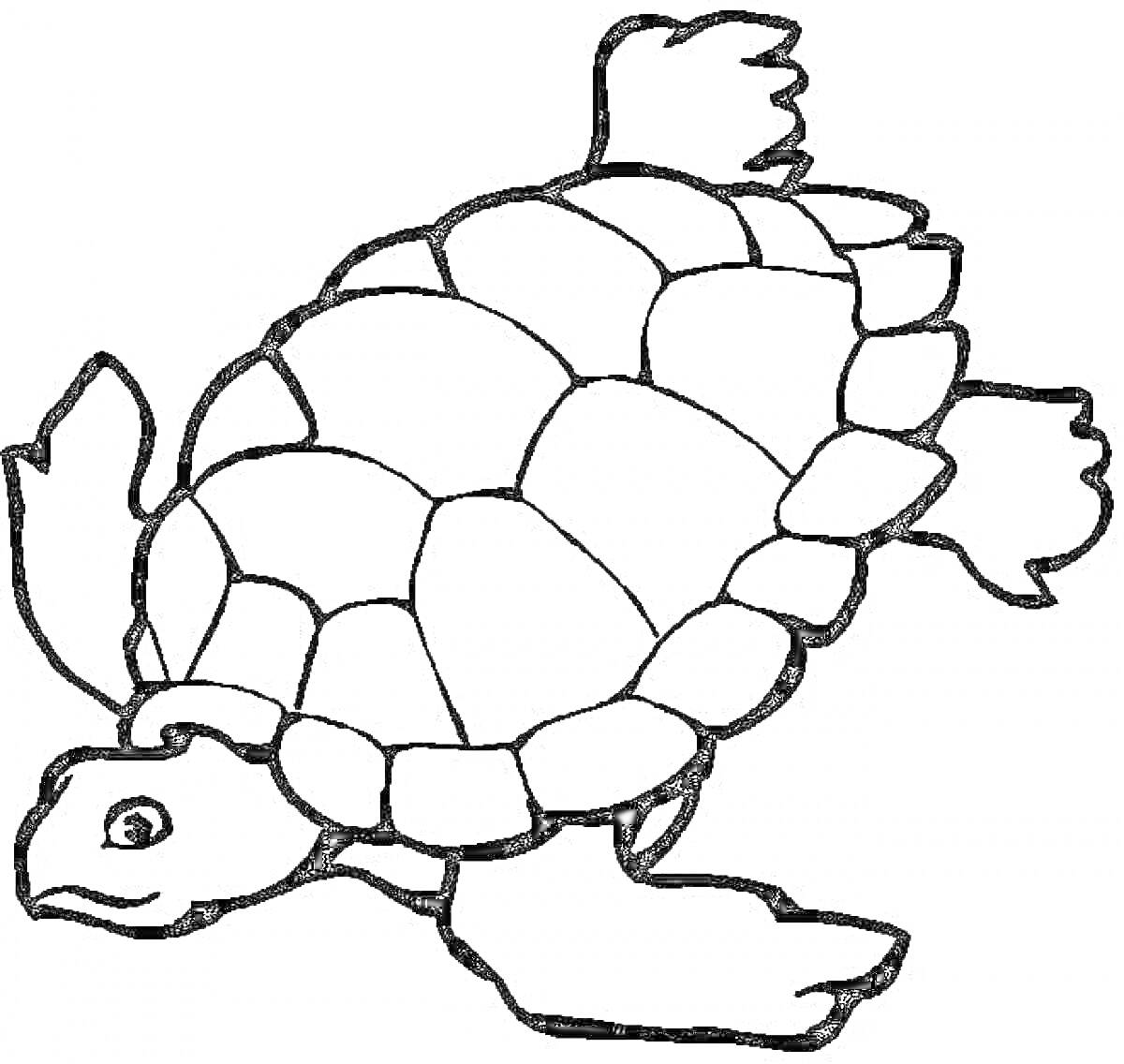 Раскраска Черепаха с панцирем и плавниками