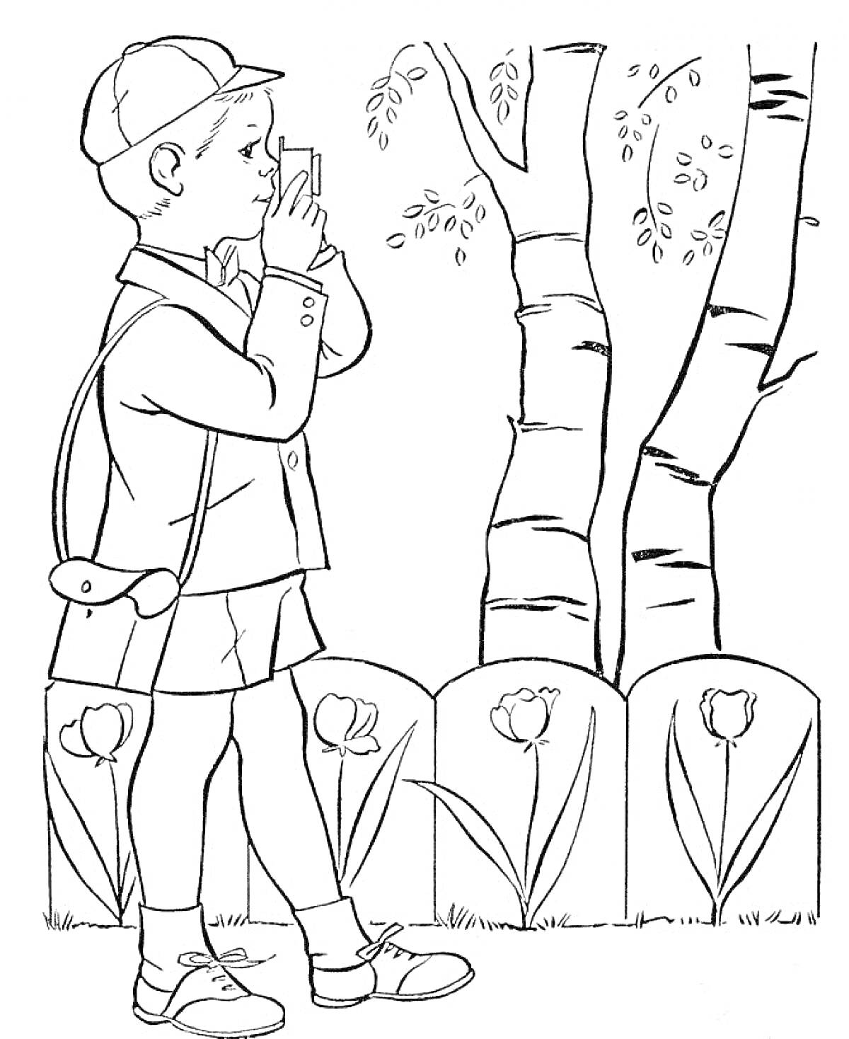 Раскраска Мальчик с фотоаппаратом фотографирует березы возле клумбы с тюльпанами