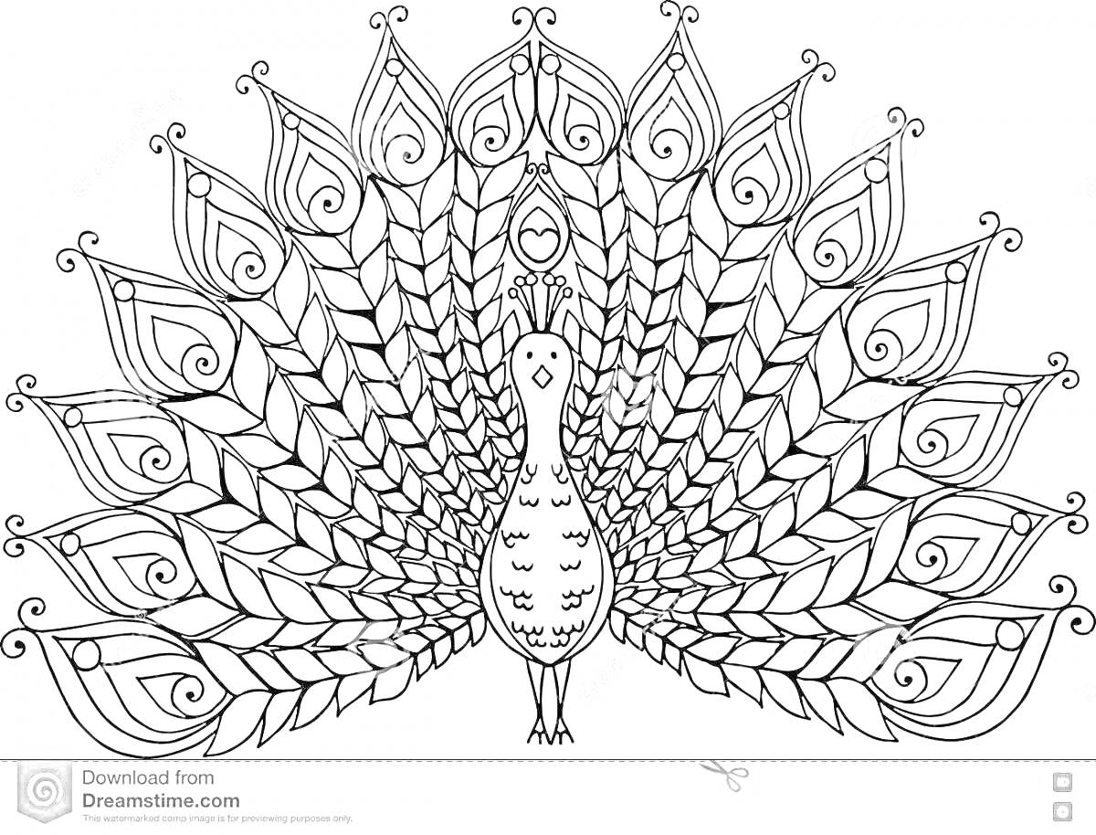 Раскраска Павлин с распущенным хвостом, узорные перья, симметричный рисунок