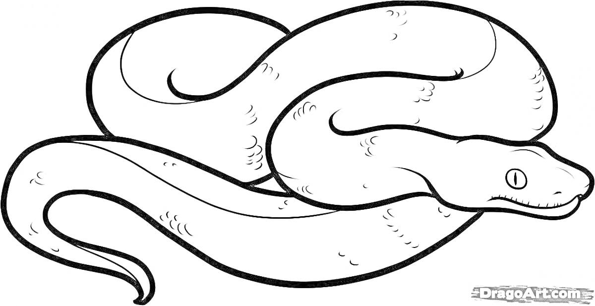 Раскраска Раскраска змея, лежащая в скрученном положении