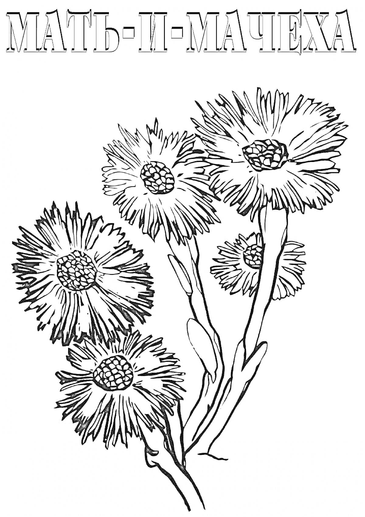 Раскраска Растение мать-и-мачеха с цветами и надписью 