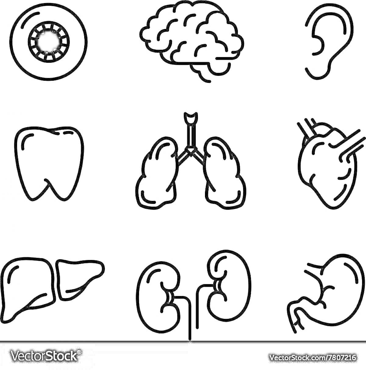 На раскраске изображено: Мозг, Ухо, Легкие, Печень, Почки, Желудок, Органы человека, Анатомия, 2 класс, Образование
