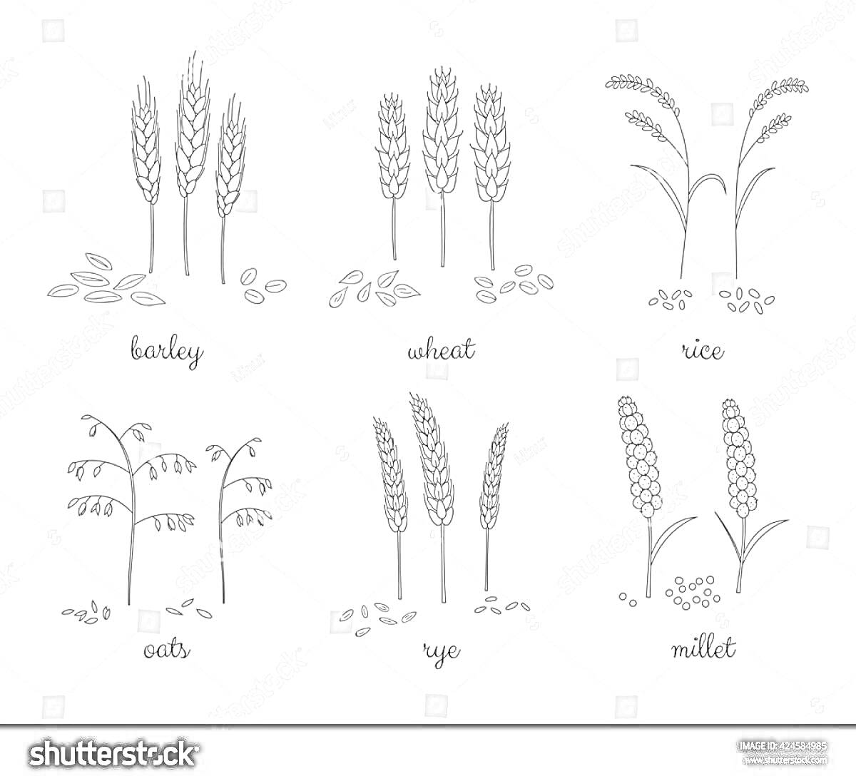 Раскраска Иллюстрация различных злаковых культур: ячмень, пшеница, рис, овес, рожь и просо, с изображением их колосьев и зерен