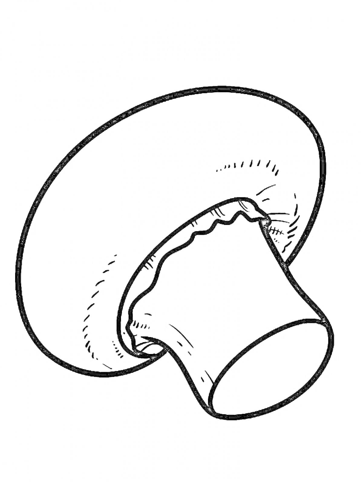 Раскраска Шампиньон с плоской шляпкой и ножкой крупным планом