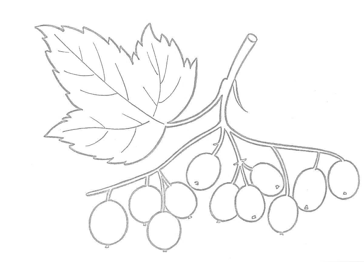 На раскраске изображено: Рябина, Ветка, Листья, Ягоды, Природа, Осень