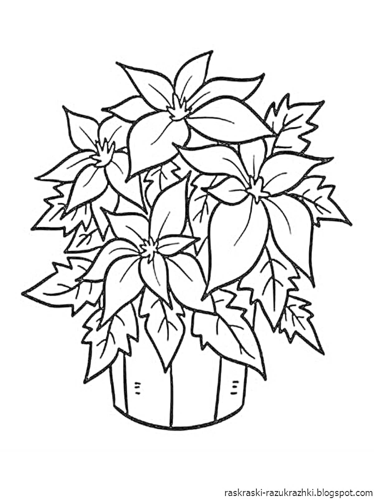 Раскраска Комнатное растение с большими листьями в горшке