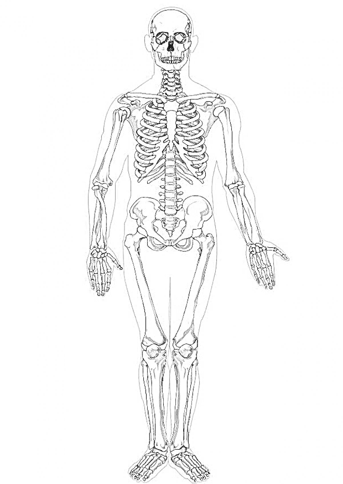 Раскраска Полный человеческий скелет, включающий череп, позвоночник, грудную клетку, таз, кости рук, и кости ног