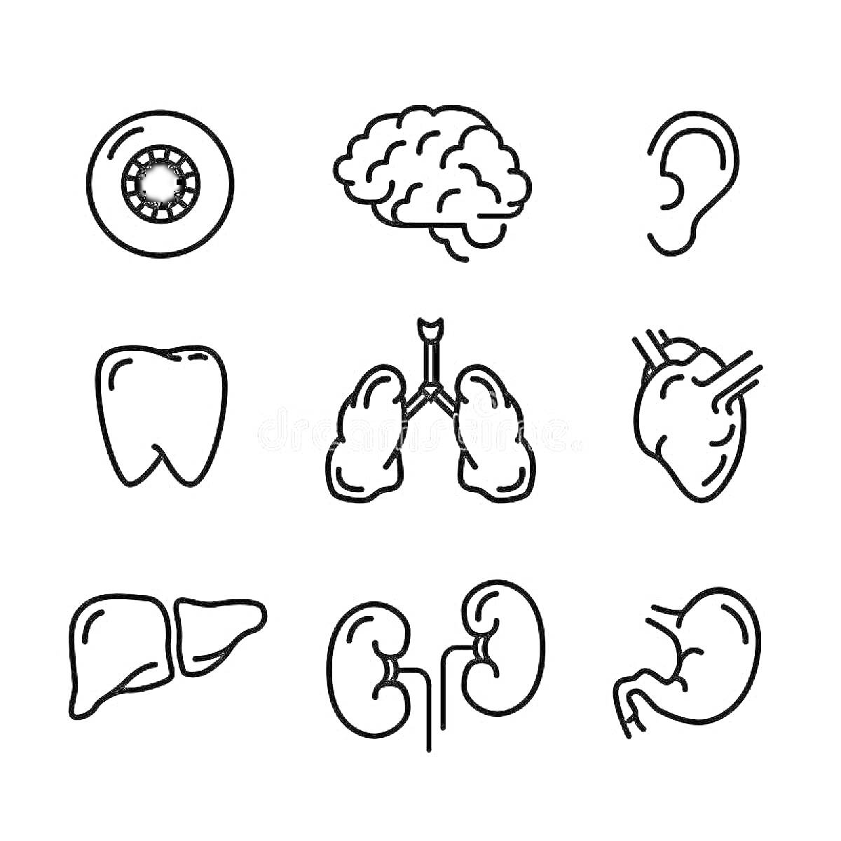 Раскраска Органы человека: глаз, мозг, ухо, зуб, легкие, сердце, печень, почки, желудок