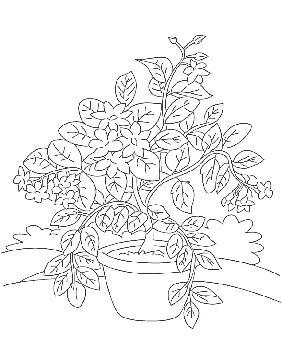 На раскраске изображено: Жасмин, Листья, Цветы, Ботаника, Природа, Кусты, Растения, Горшки
