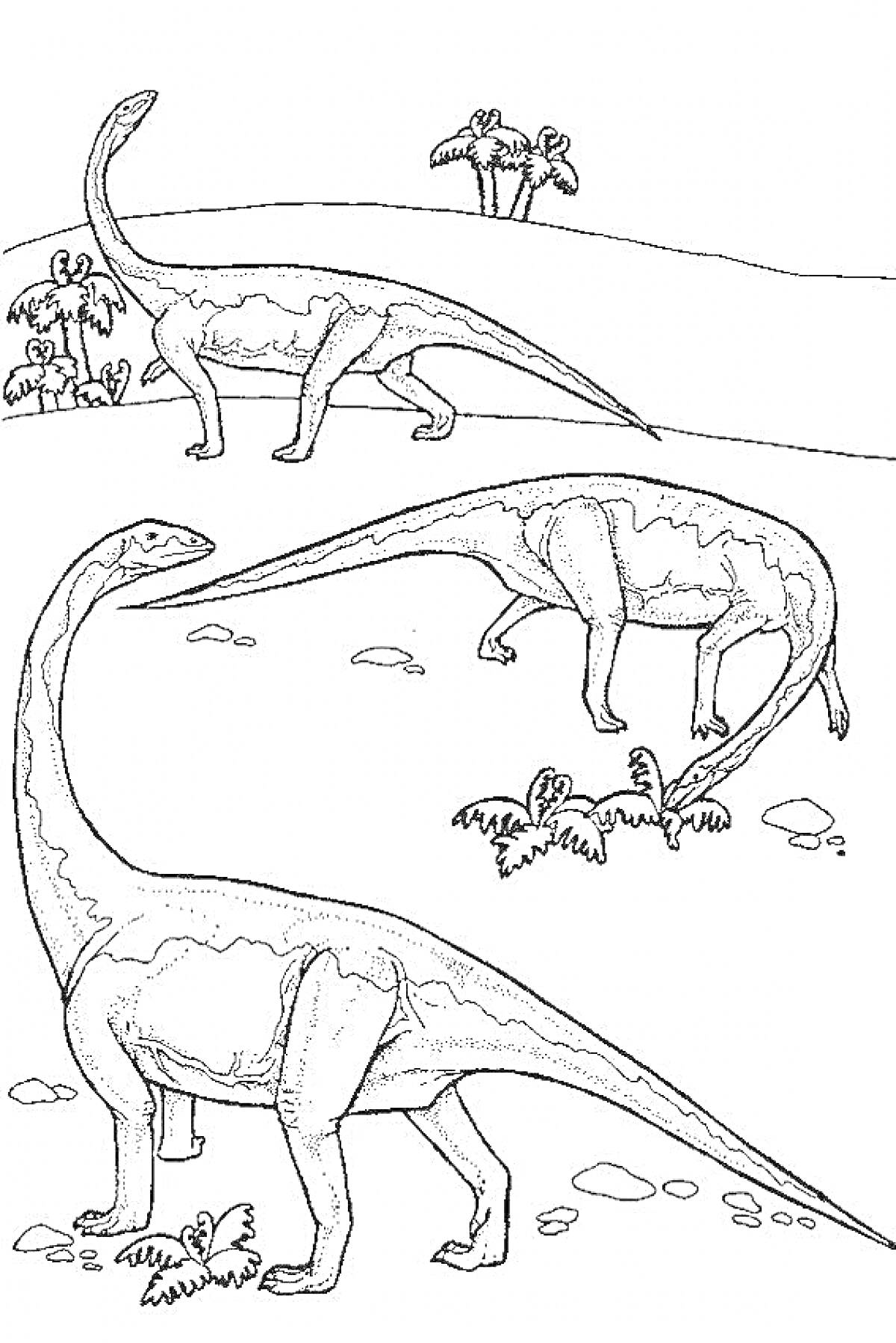 На раскраске изображено: Диплодок, Динозавр, Природа, Пальмы, Камни, Растения