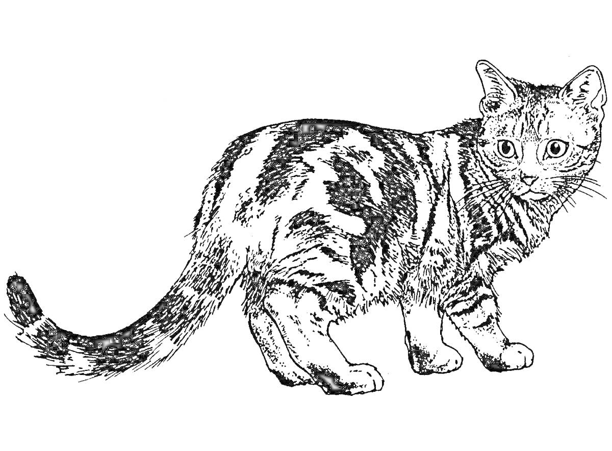 Раскраска Кот с полосатым окрасом, стоящий на земле и смотрящий в сторону