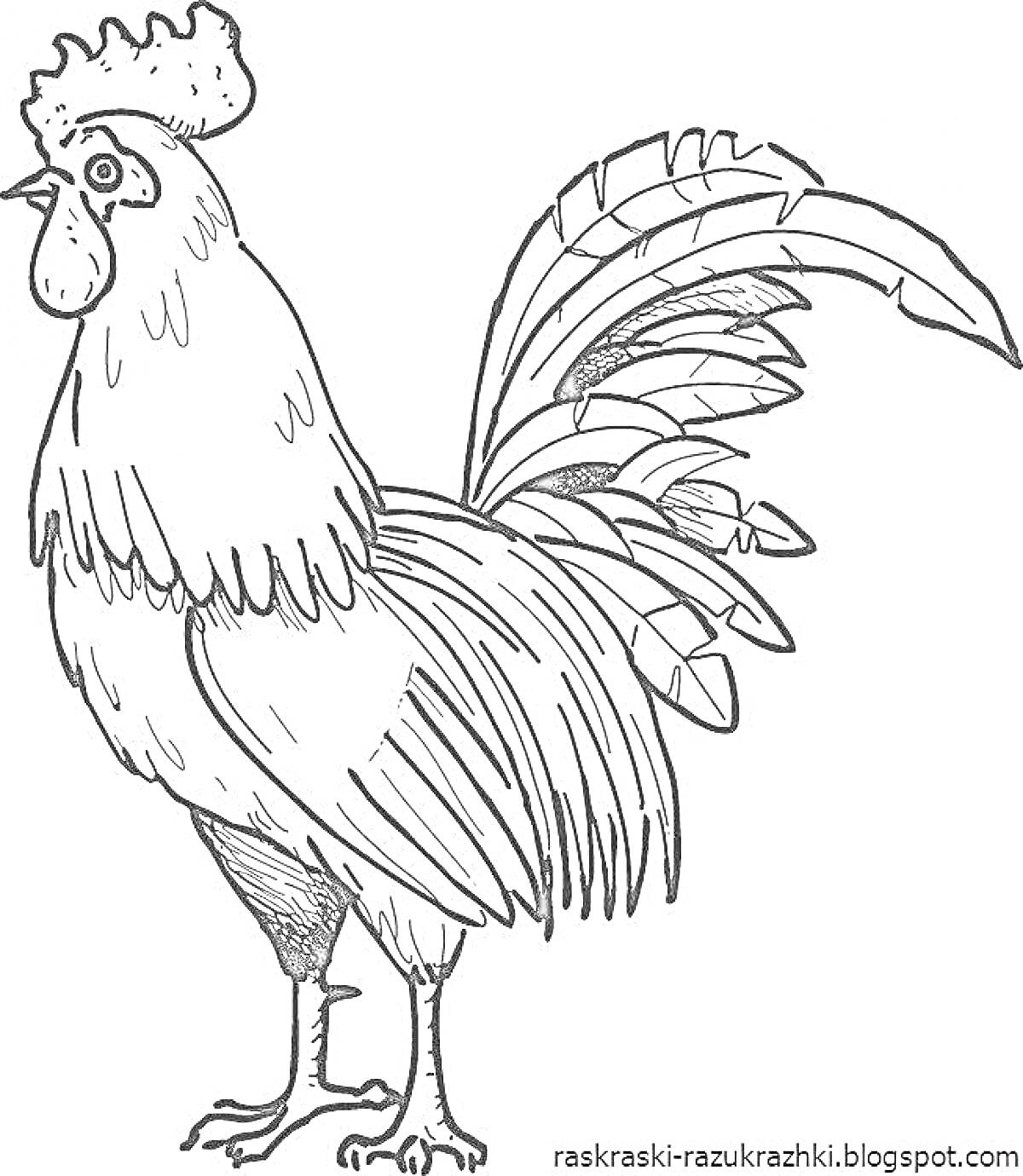 Раскраска Петух с подробными деталями перьев и хохолка