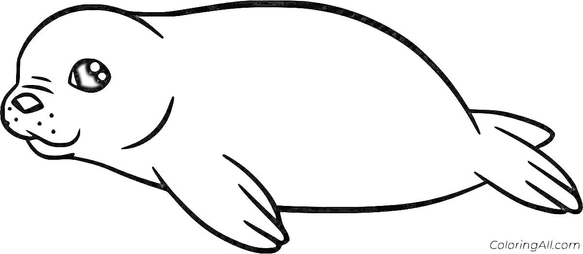 Раскраска Детская раскраска с тюленем
