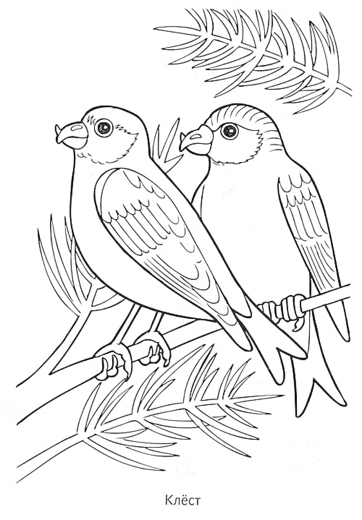 На раскраске изображено: Зимующие птицы, Ветка, Природа, Зима, Птица, Хвойные деревья