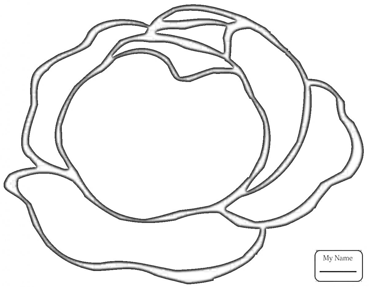 Раскраска Контур капусты для раскрашивания, с рамкой для имени