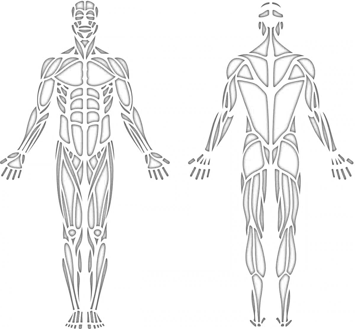 Раскраска Мышцы человека, передняя и задняя части тела