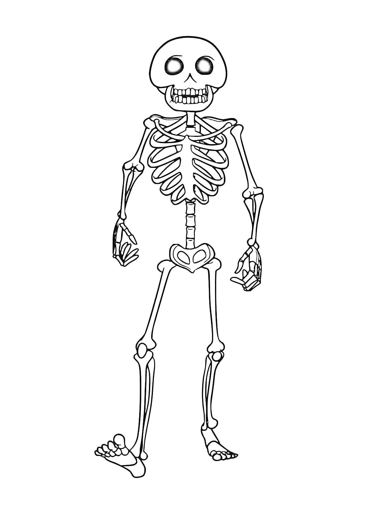 Раскраска Скелет с черепом, грудной клеткой, позвоночником, тазовой костью, руками и ногами