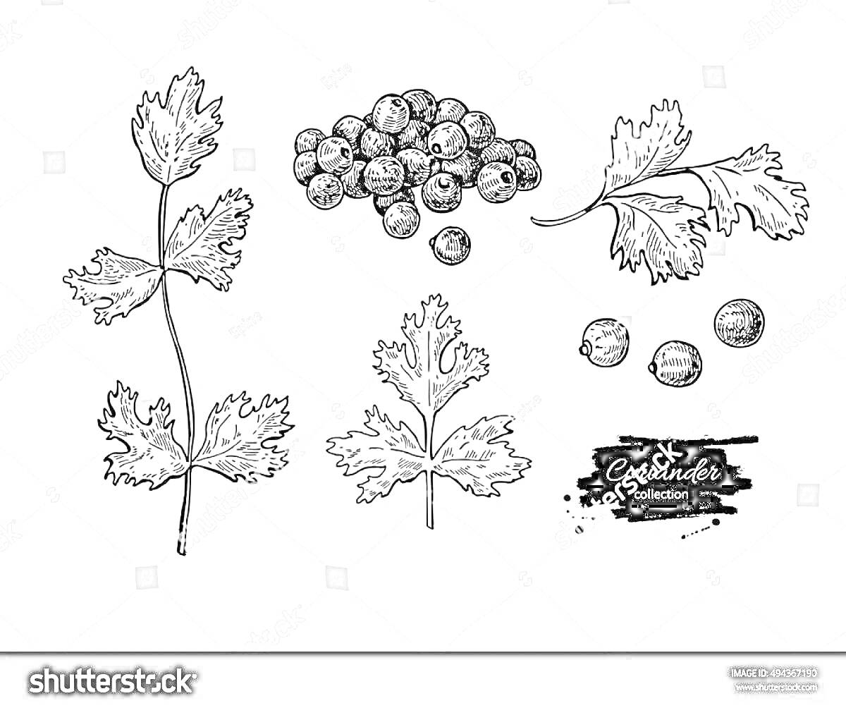 На раскраске изображено: Листья, Ветка, Ягоды, Специи, Природа