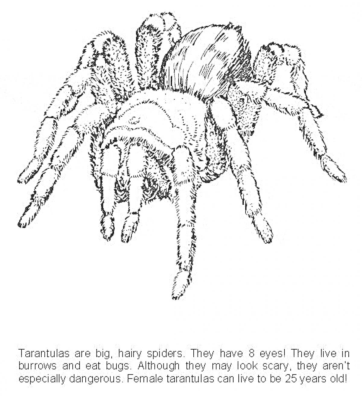 На раскраске изображено: Тарантул, Насекомое, Текст, Волосы