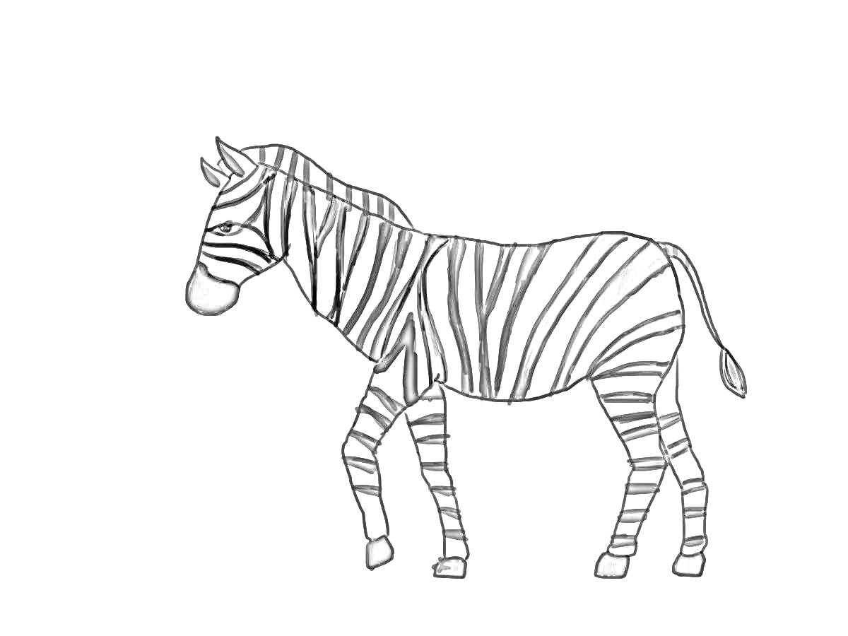 Раскраска Зебра с полосками стоящая на четырех ногах, черно-белая раскраска