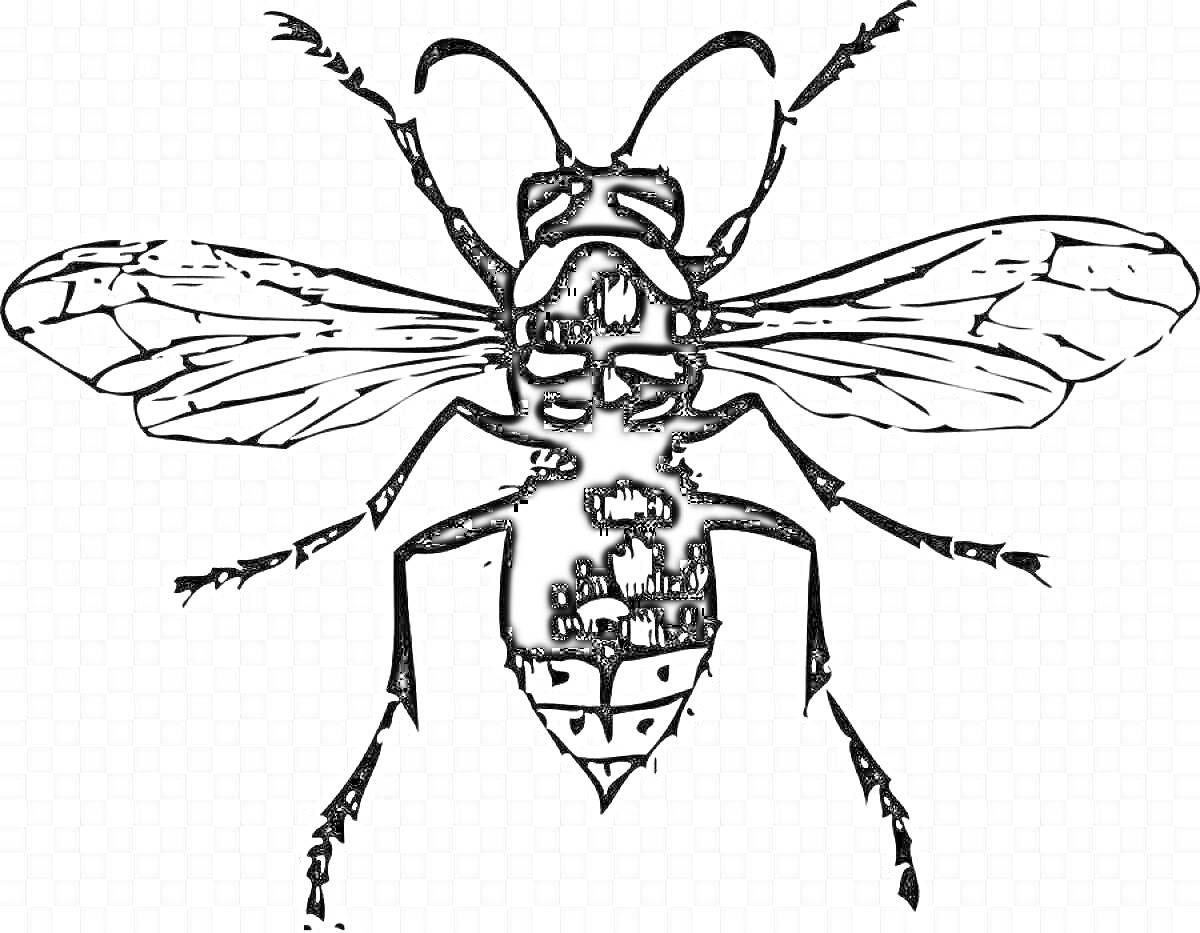 Раскраска Раскраска с шершнем, включающая крылья, усики, лапки и туловище