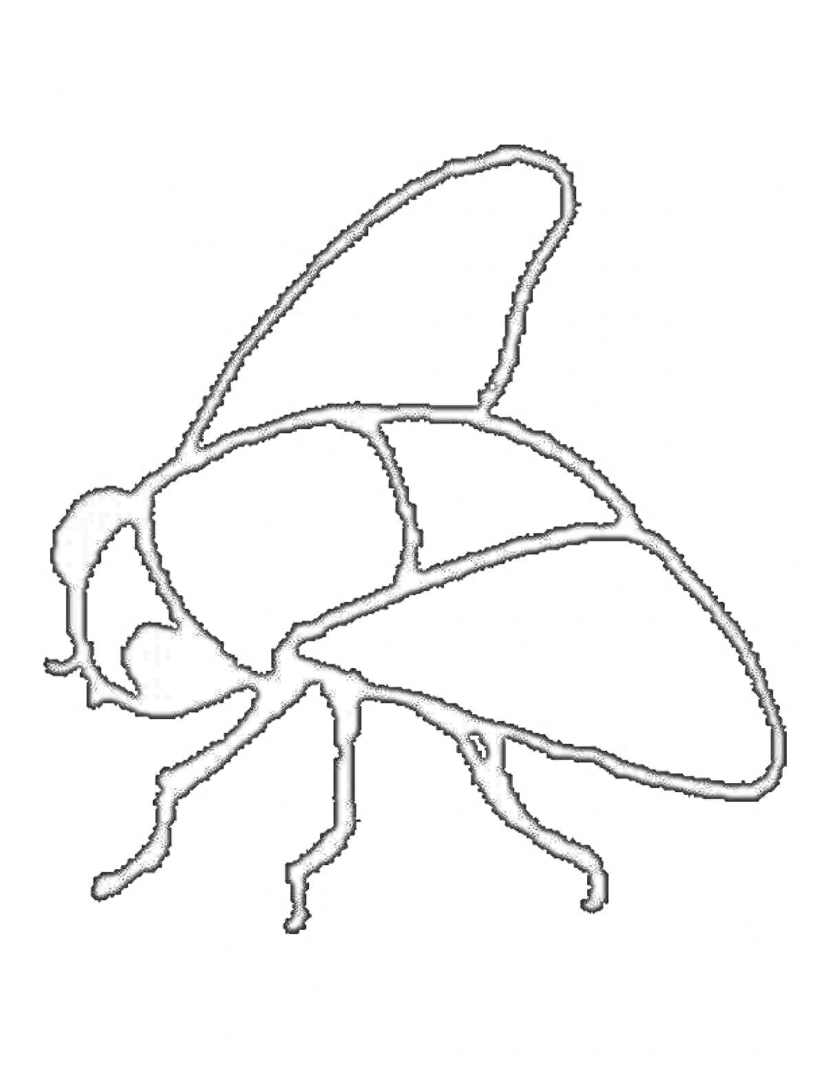 Раскраска Муха с крыльями и лапками, контурный рисунок