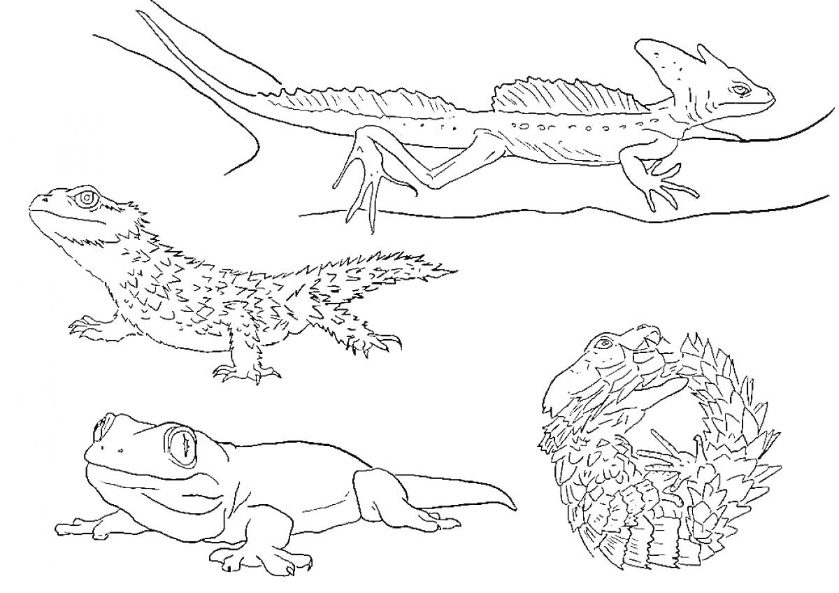 На раскраске изображено: Ветка, Шипы, Большие глаза, Рептилии, Животные, Ящер