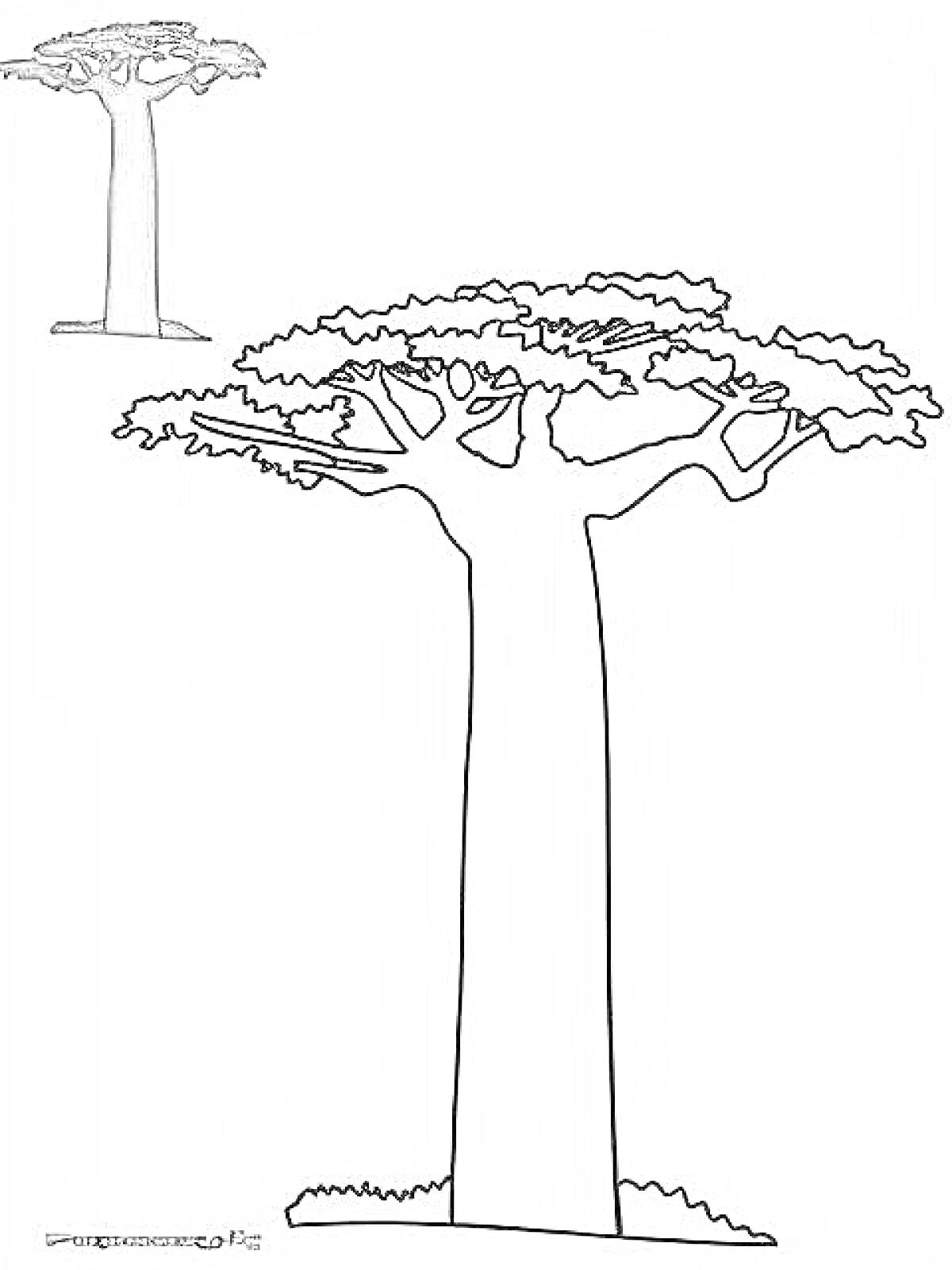 Раскраска Баобаб с листьями и тенью (крупное и мелкое изображение)