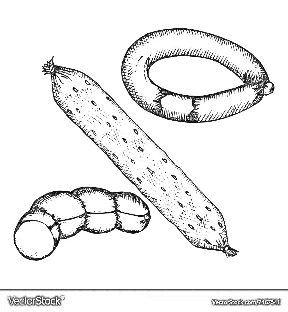 Раскраска Три вида колбасы (кольцеобразная колбаса, длинная колбаса, короткая колбаса)