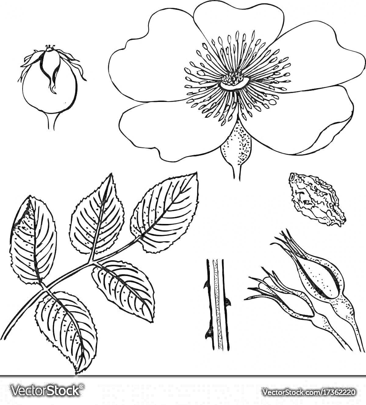 На раскраске изображено: Шиповник, Плоды, Листья, Стебель, Почка, Ботаника