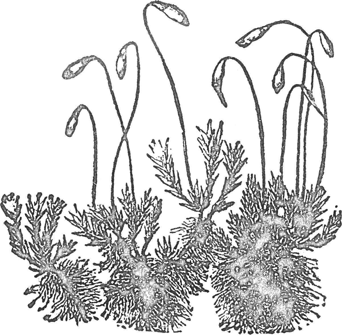 На раскраске изображено: Мох, Ботаника, Растения, Природа