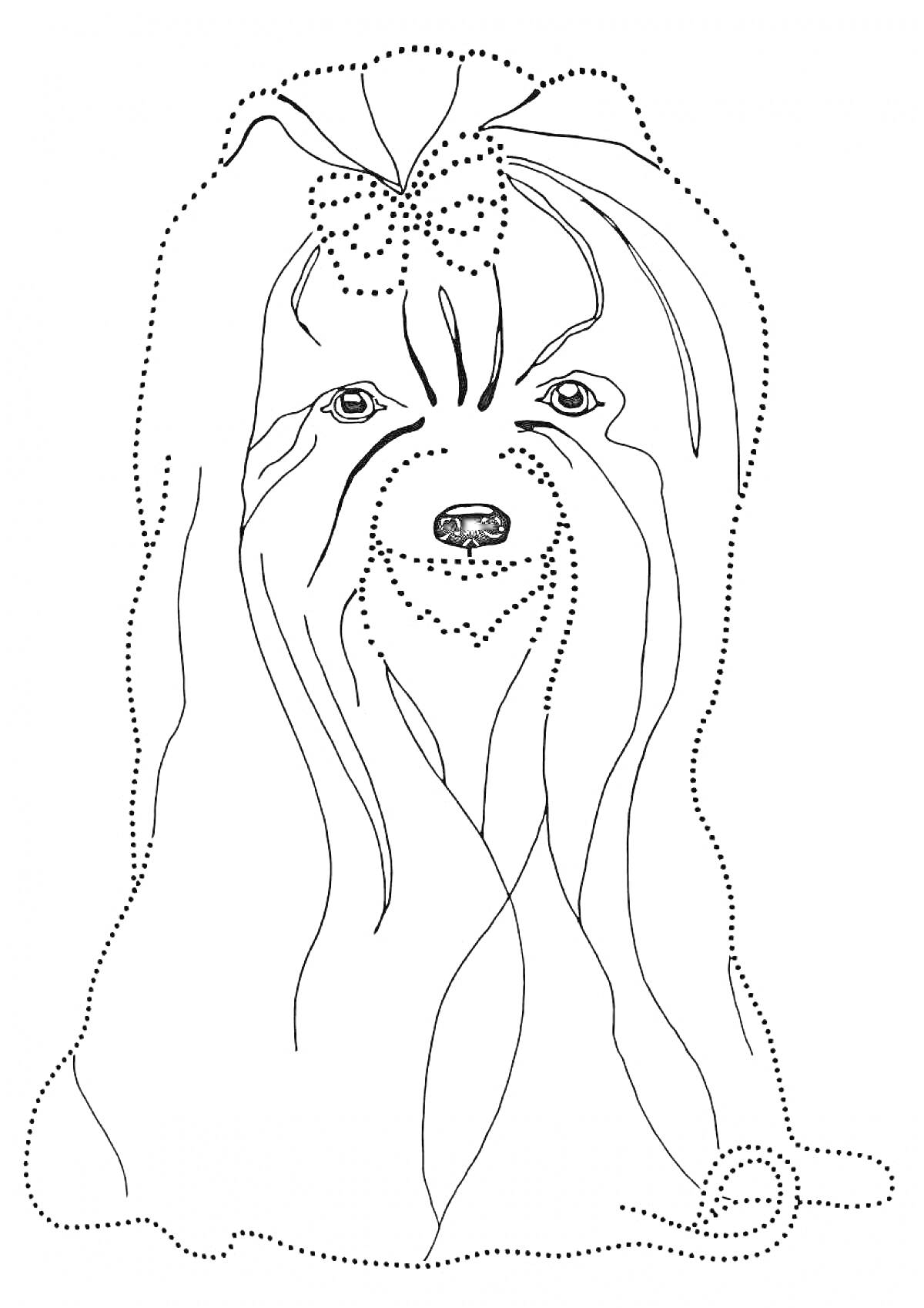 На раскраске изображено: Йоркширский терьер, Собака, Длинные волосы, Животные, Бант, Домашние питомцы