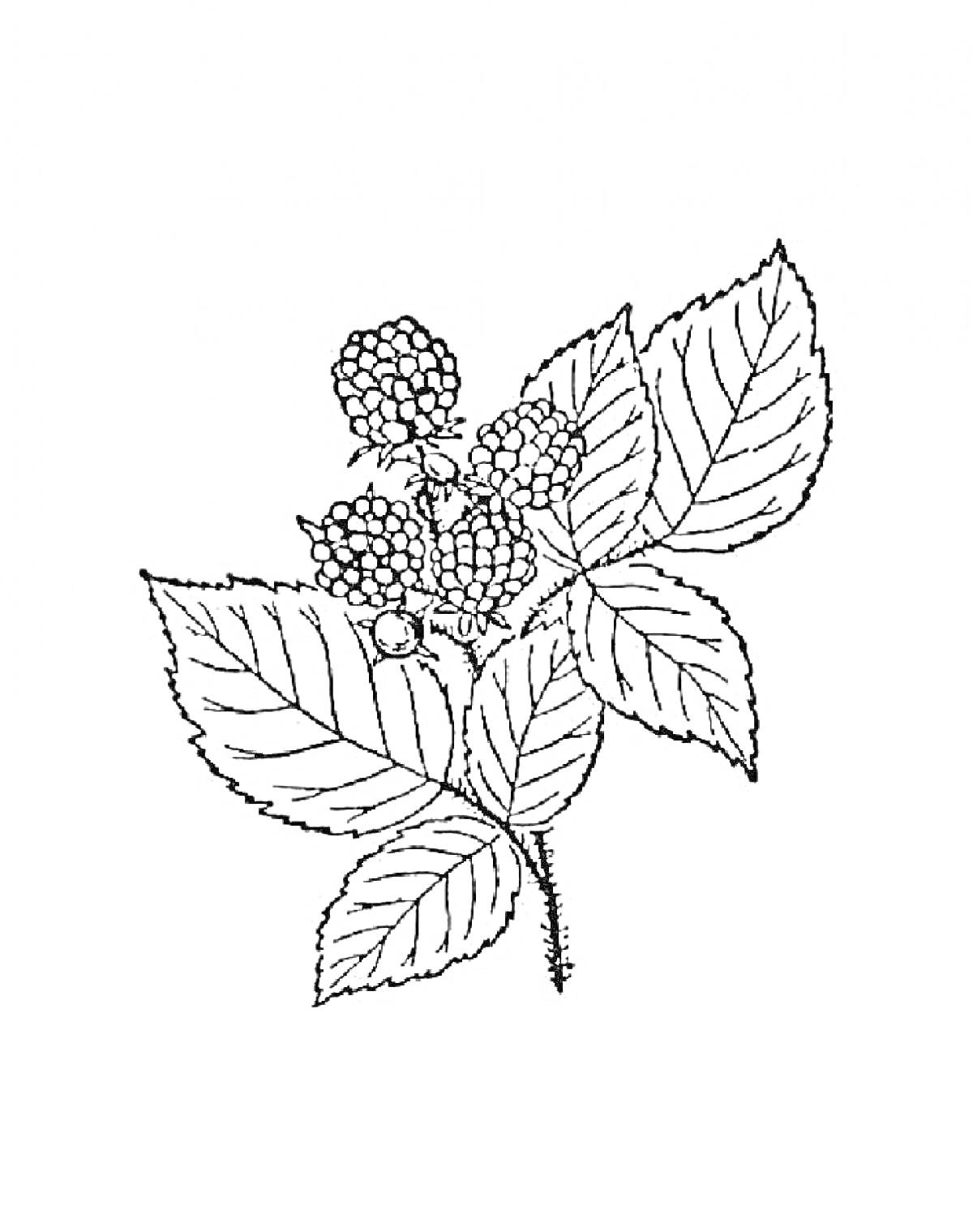 Раскраска Листья и ягоды ежевики